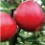 Sadnice plod jabuke breaburn nakib
