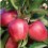 jabuka gloster sadnice plod