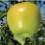 jabuka golden delicious clone reinders